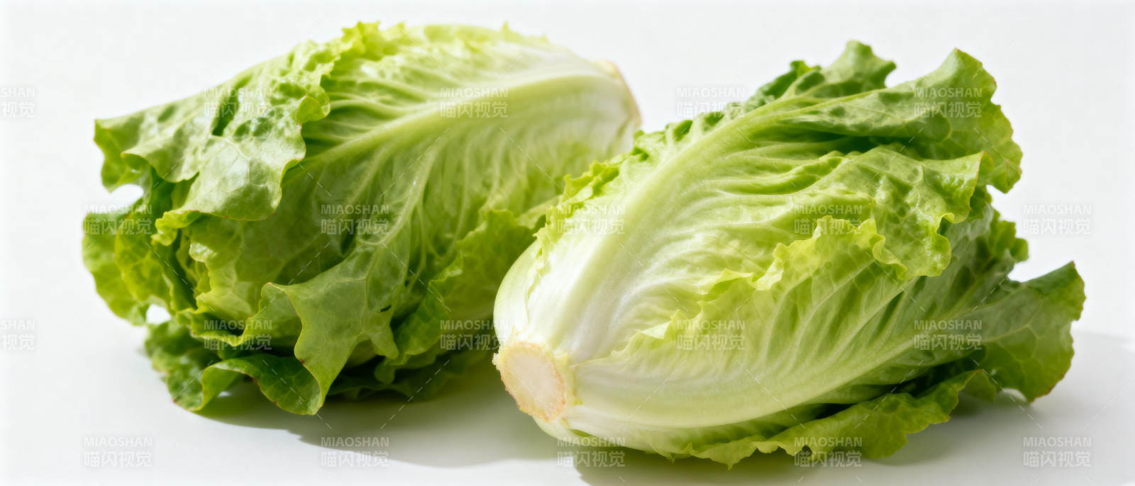 新鲜生菜特写图片