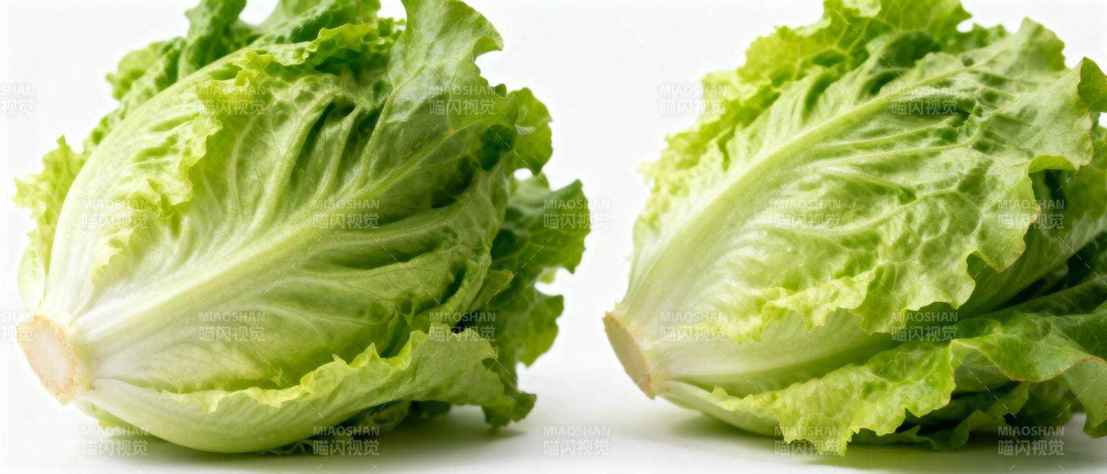 新鲜生菜两颗图片