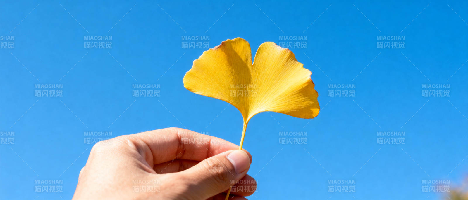 秋叶映蓝天图片