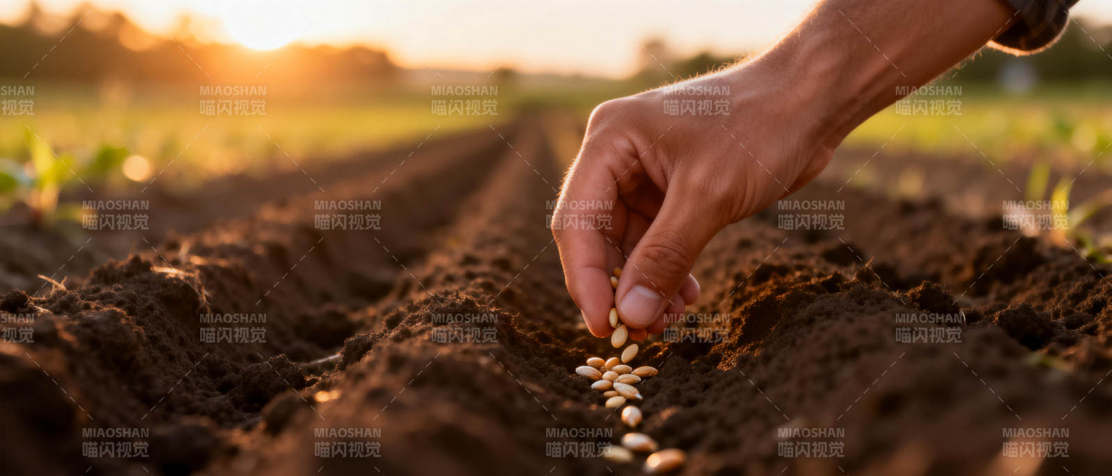 播撒希望的种子图片