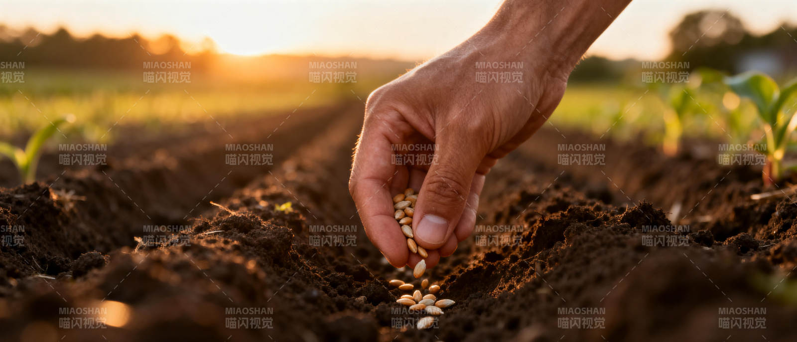 播撒希望的种子图片