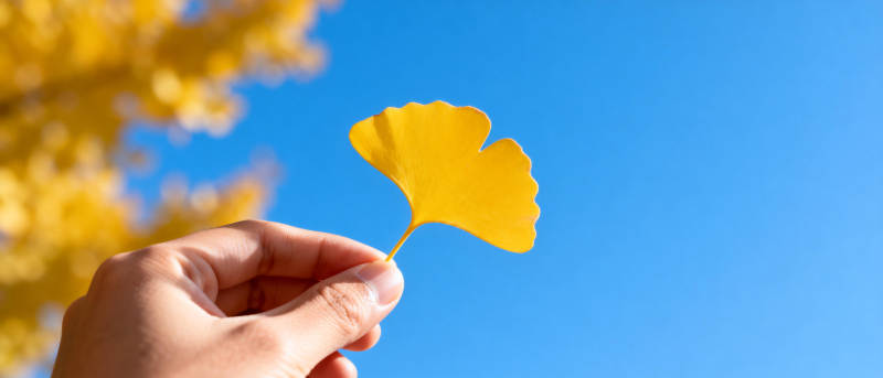 秋叶映蓝天图片