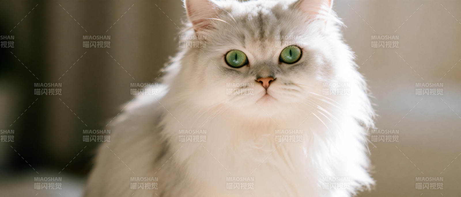 白猫凝视图片