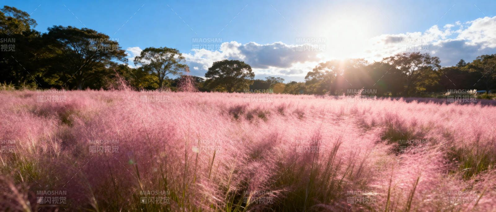 粉红草海映夕阳图片
