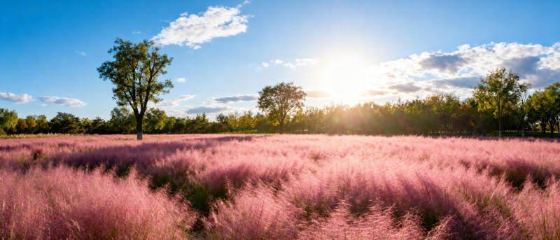 粉红花海日出图片