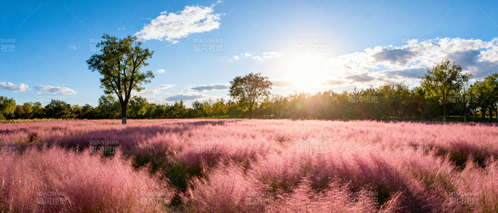 粉红花海日出图片