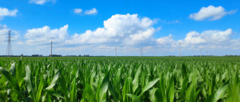 绿野蓝天玉米田图片