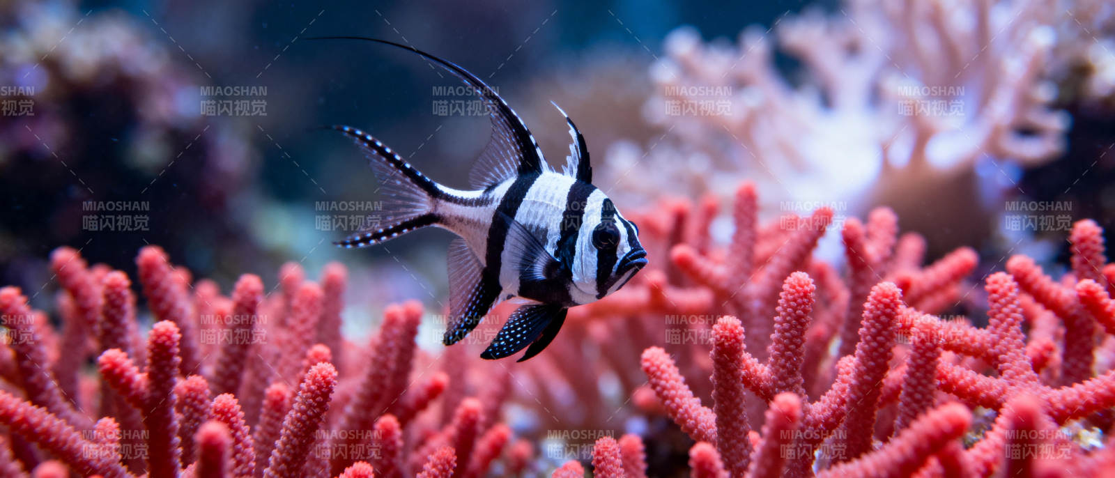 珊瑚礁中的黑白鱼图片