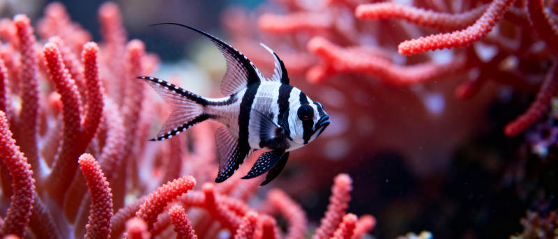 珊瑚礁中的黑白鱼图片