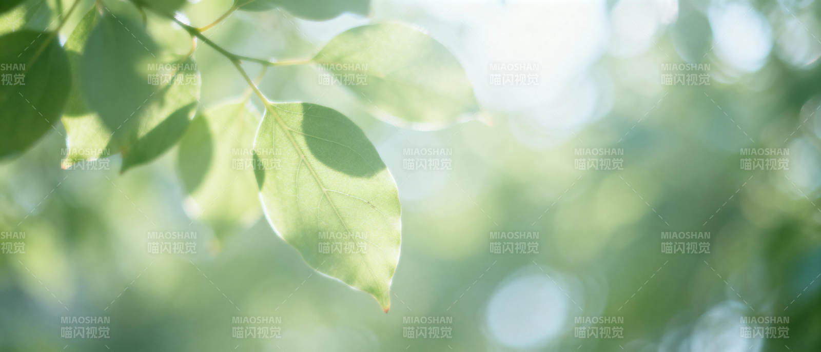 绿叶轻舞 光影斑驳图片