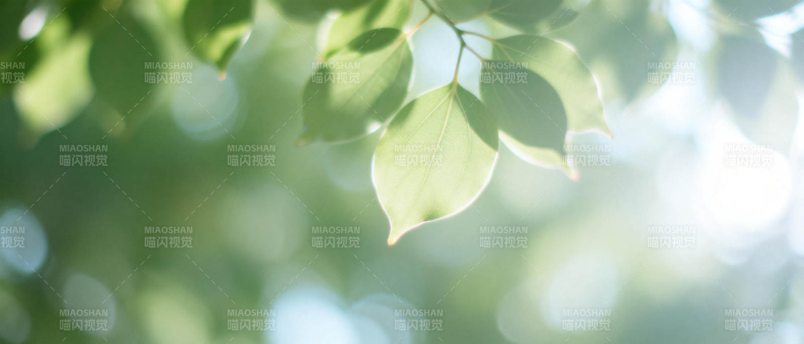 绿叶光影图片
