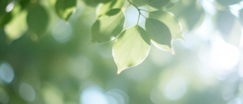 绿叶光影图片