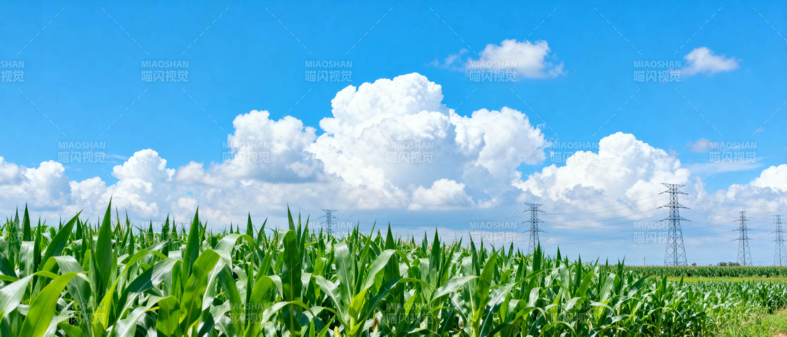玉米田与蓝天白云图片