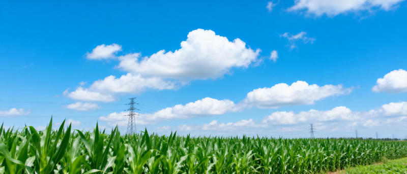 蓝天下的玉米田图片