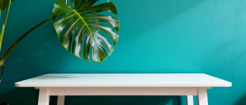 绿叶白桌静谧景图片