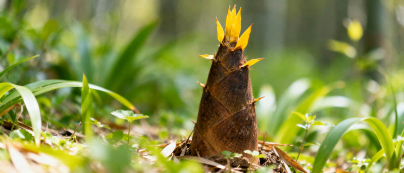 竹笋破土而出图片