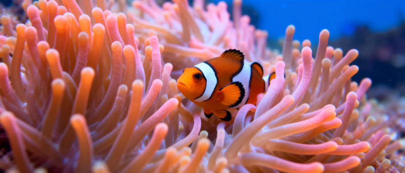 小丑鱼与海葵共舞图片