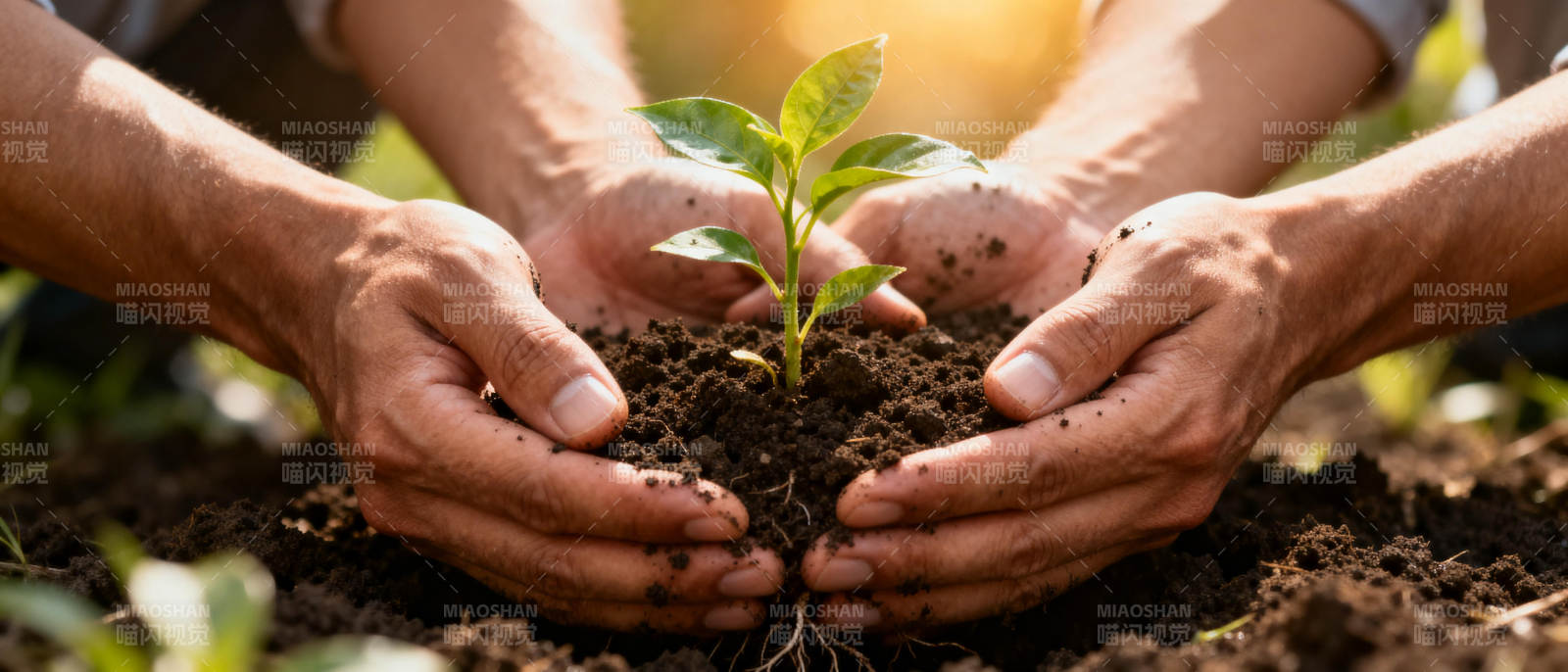 双手护苗 共育希望图片