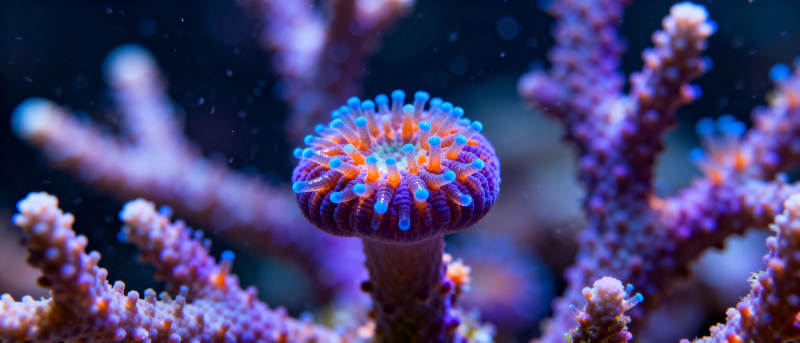 绚丽珊瑚礁图片