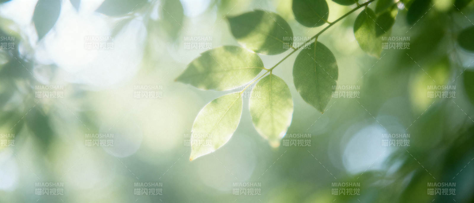 绿叶光影图片