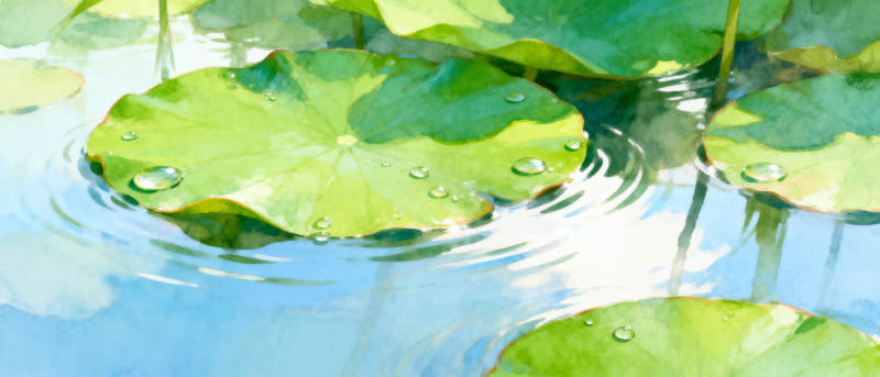 荷叶上的水珠图片