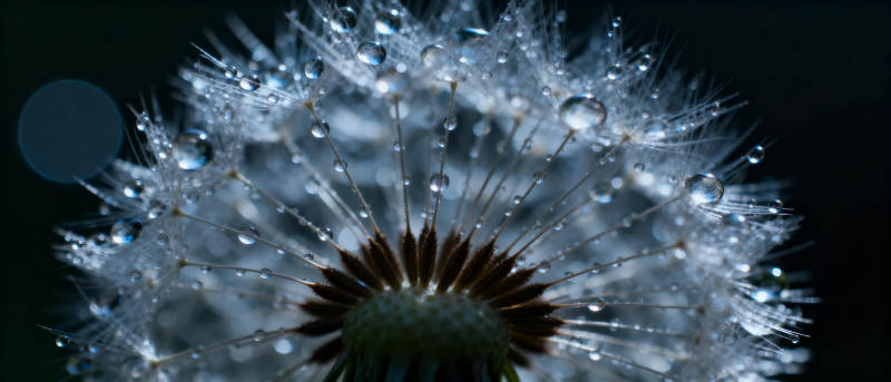 露珠点缀蒲公英图片