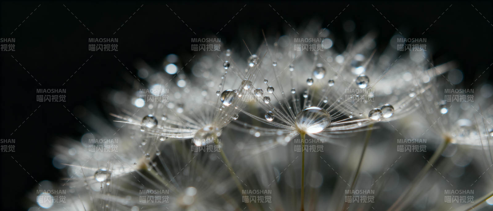 露珠轻缀蒲公英图片