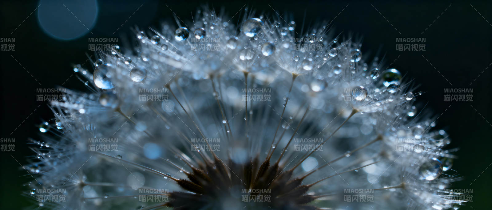 露珠点缀的蒲公英图片