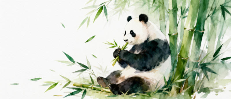 熊猫竹林觅食图片