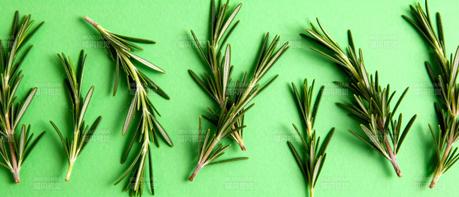 迷迭香绿意盎然图片