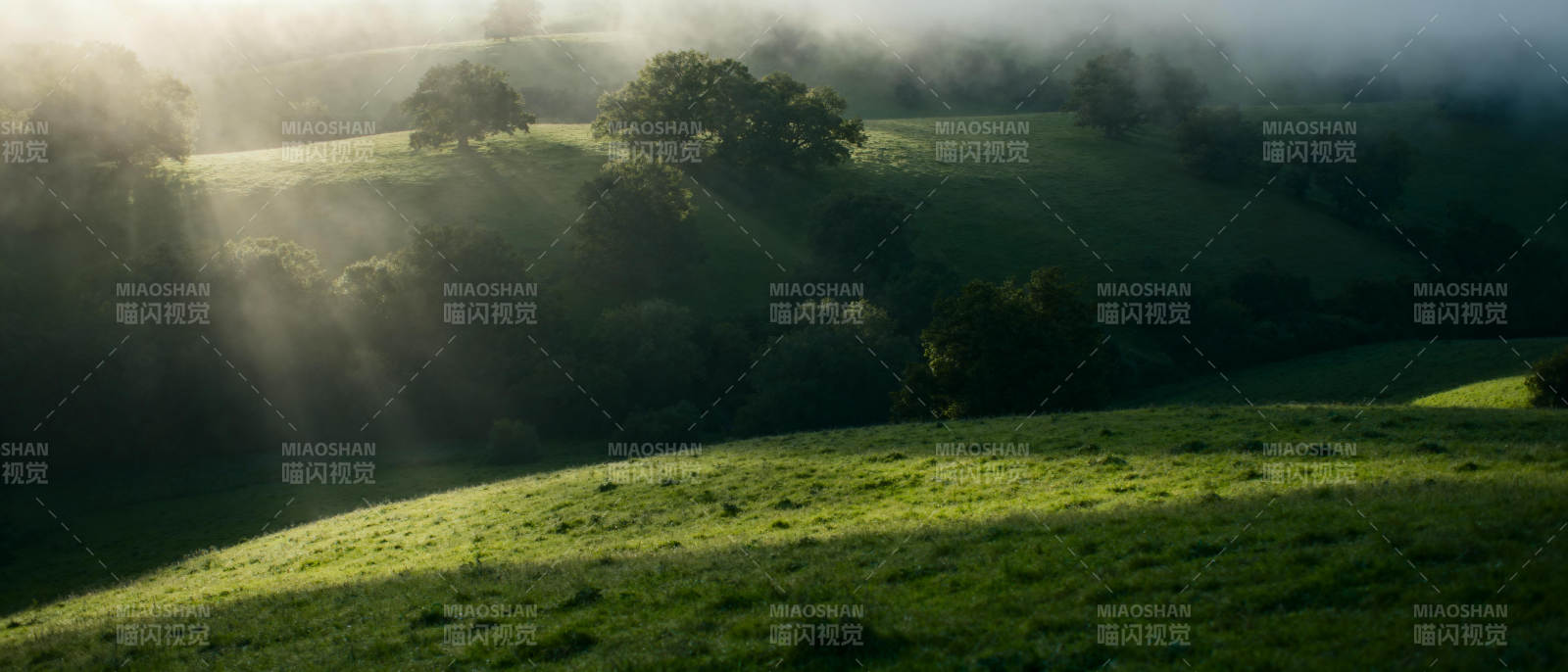 晨光中的绿野图片