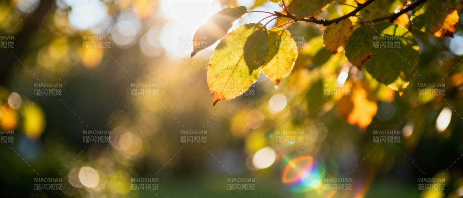 秋叶映光图片