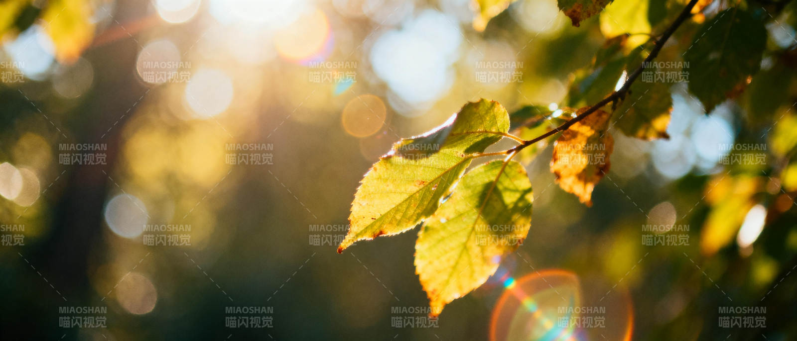 秋叶映光图片