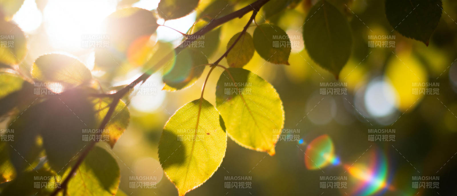 秋叶映光图片