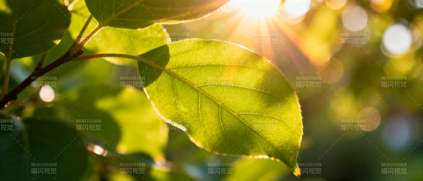 阳光穿透绿叶图片