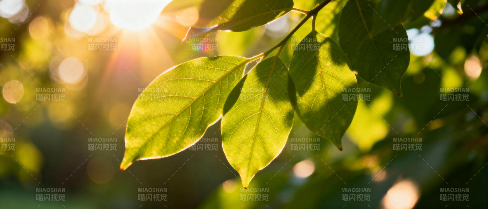 阳光下的绿叶图片
