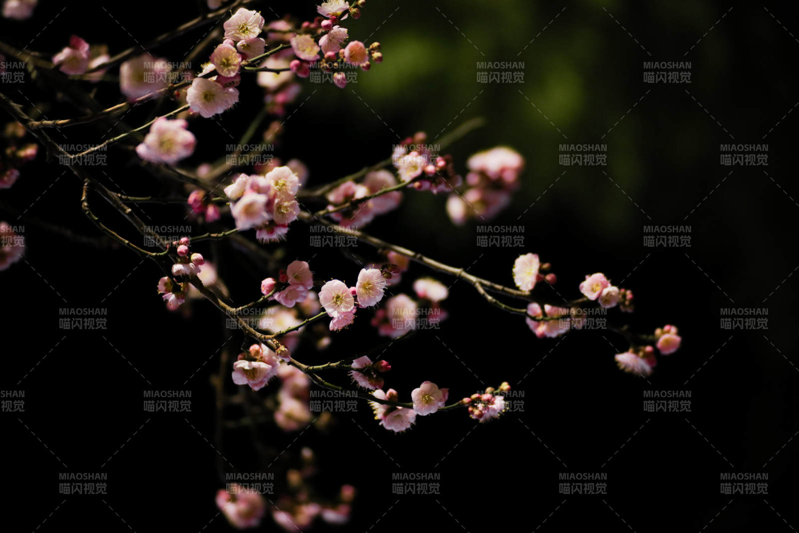 梅花绽放枝头图片