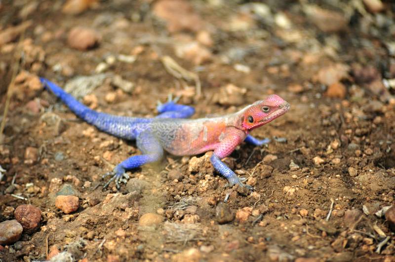 色彩斑斓的蜥蜴图片