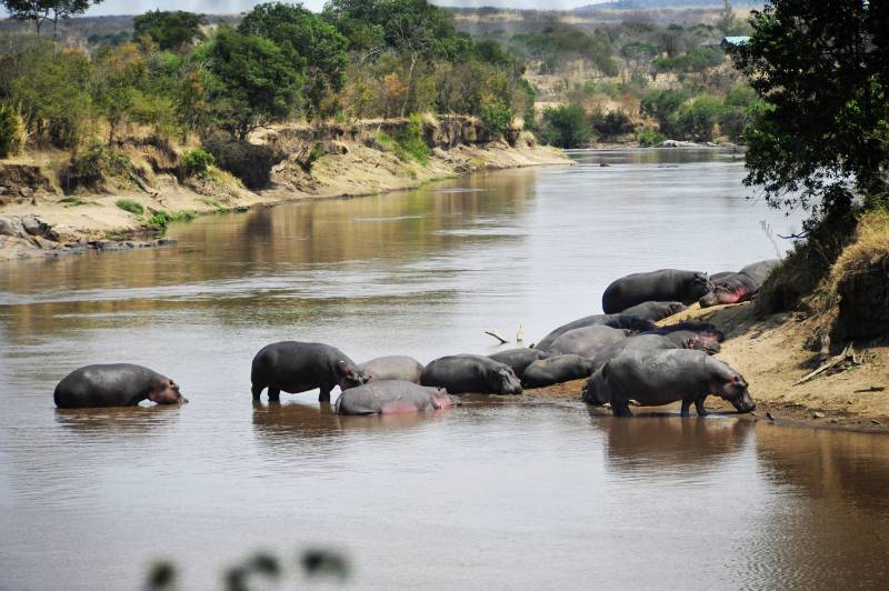 河马群聚水边图片