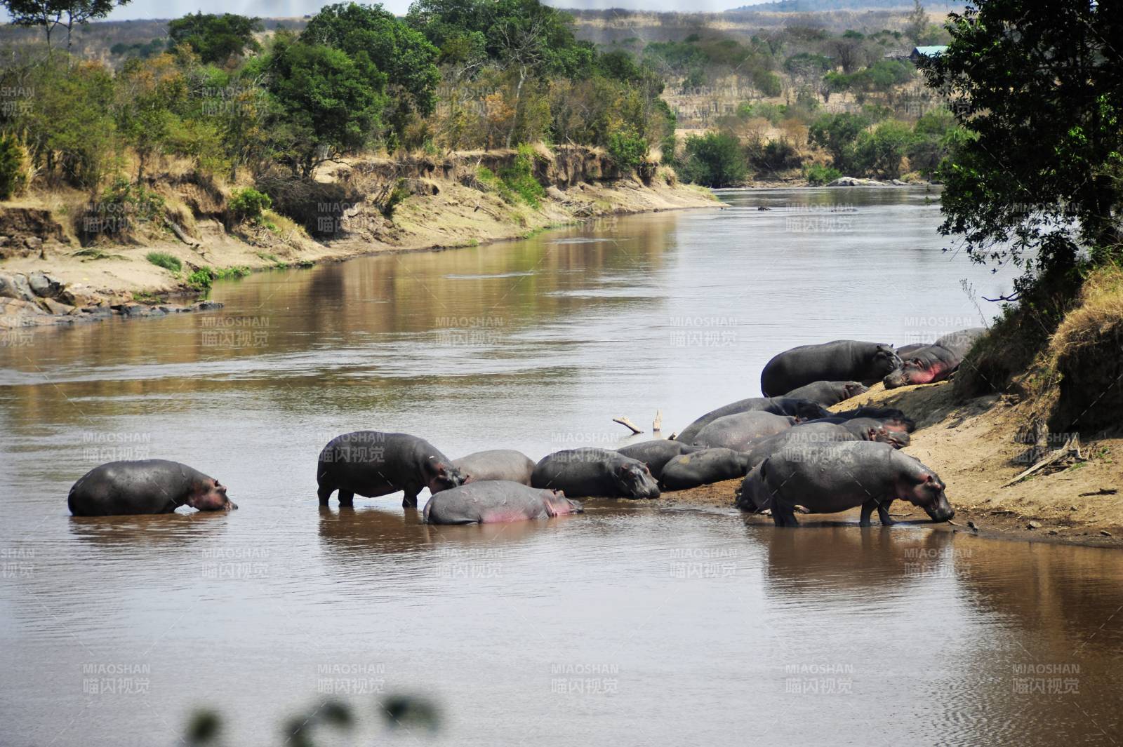 河马群聚水边图片