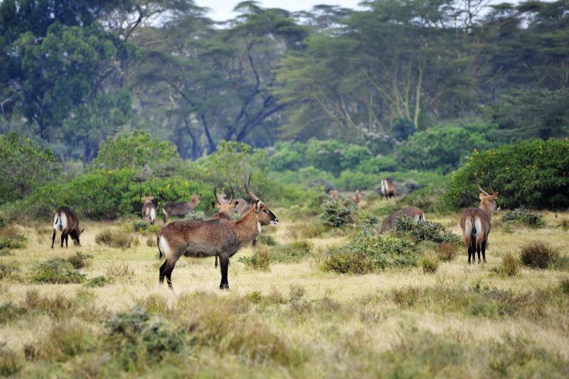 草原上的鹿群图片