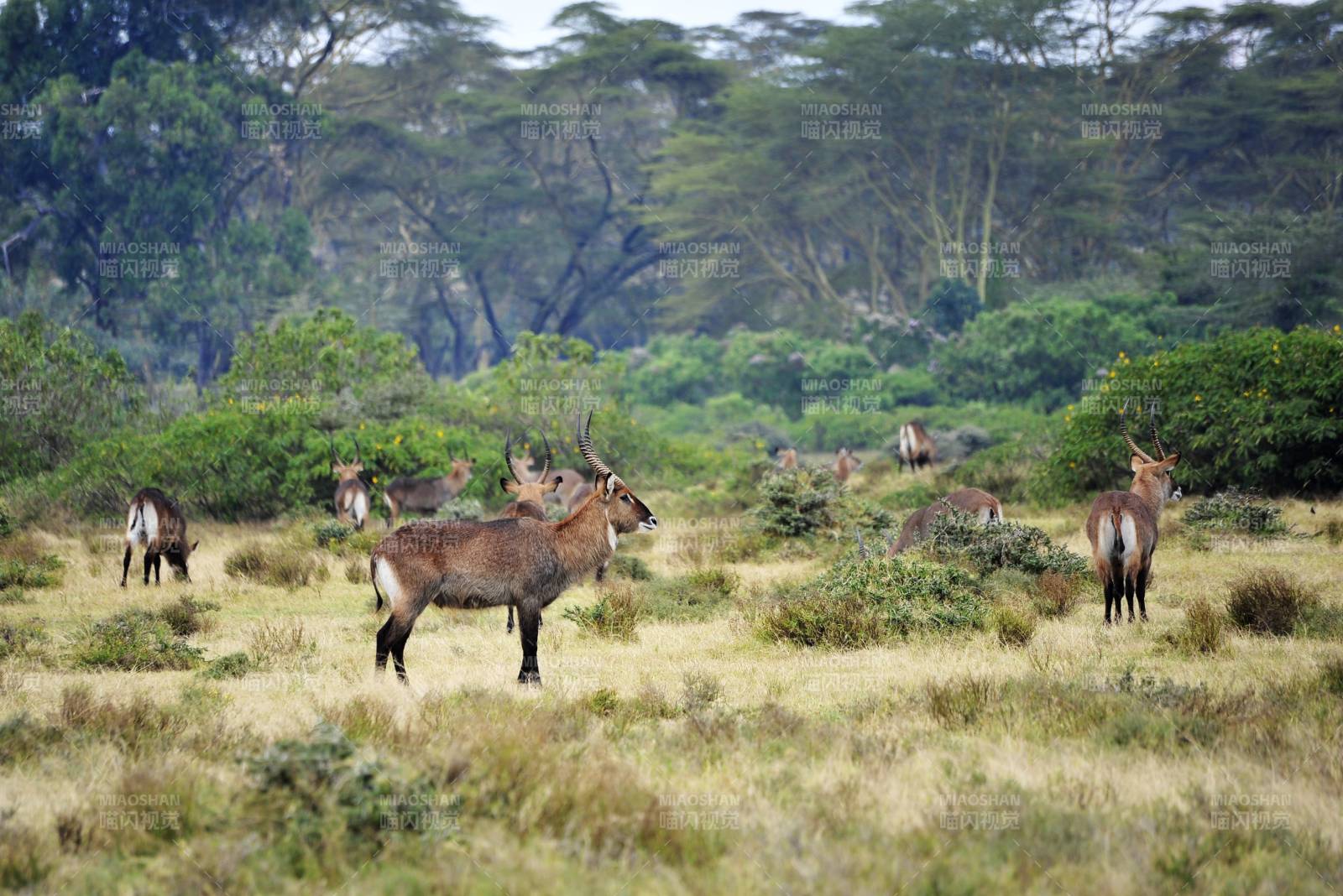 草原上的鹿群图片