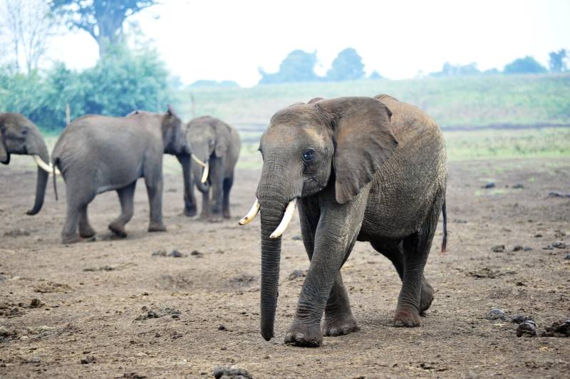 大象群行草原图片
