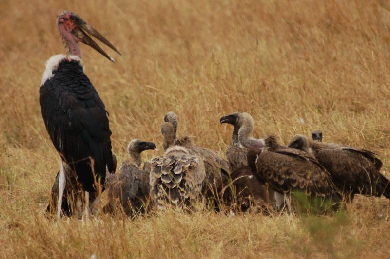 秃鹫群栖息草原图片