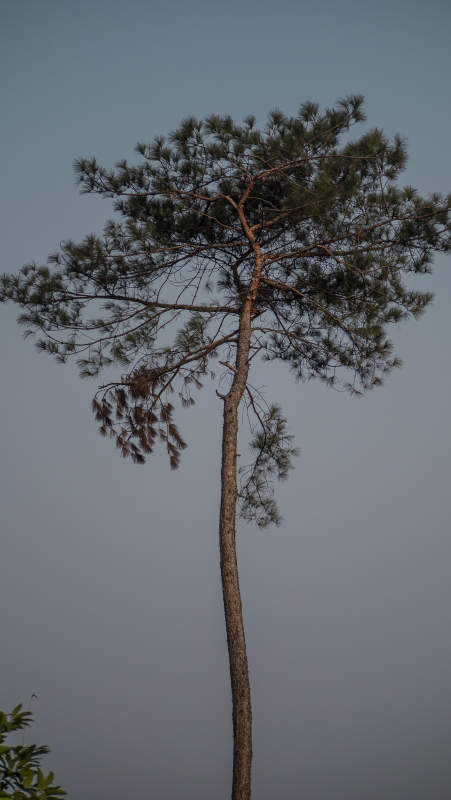 孤松挺立天际图片