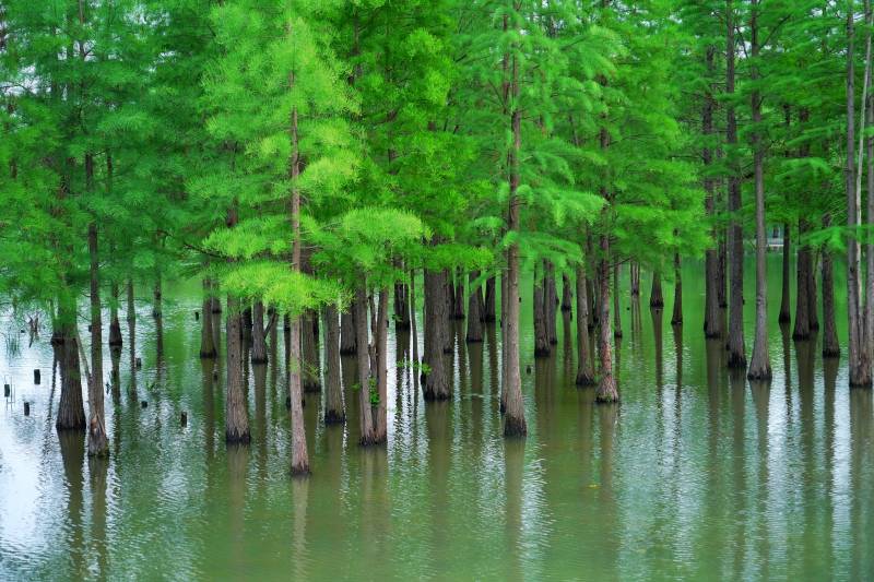 三圣乡水杉林静谧倒影图片