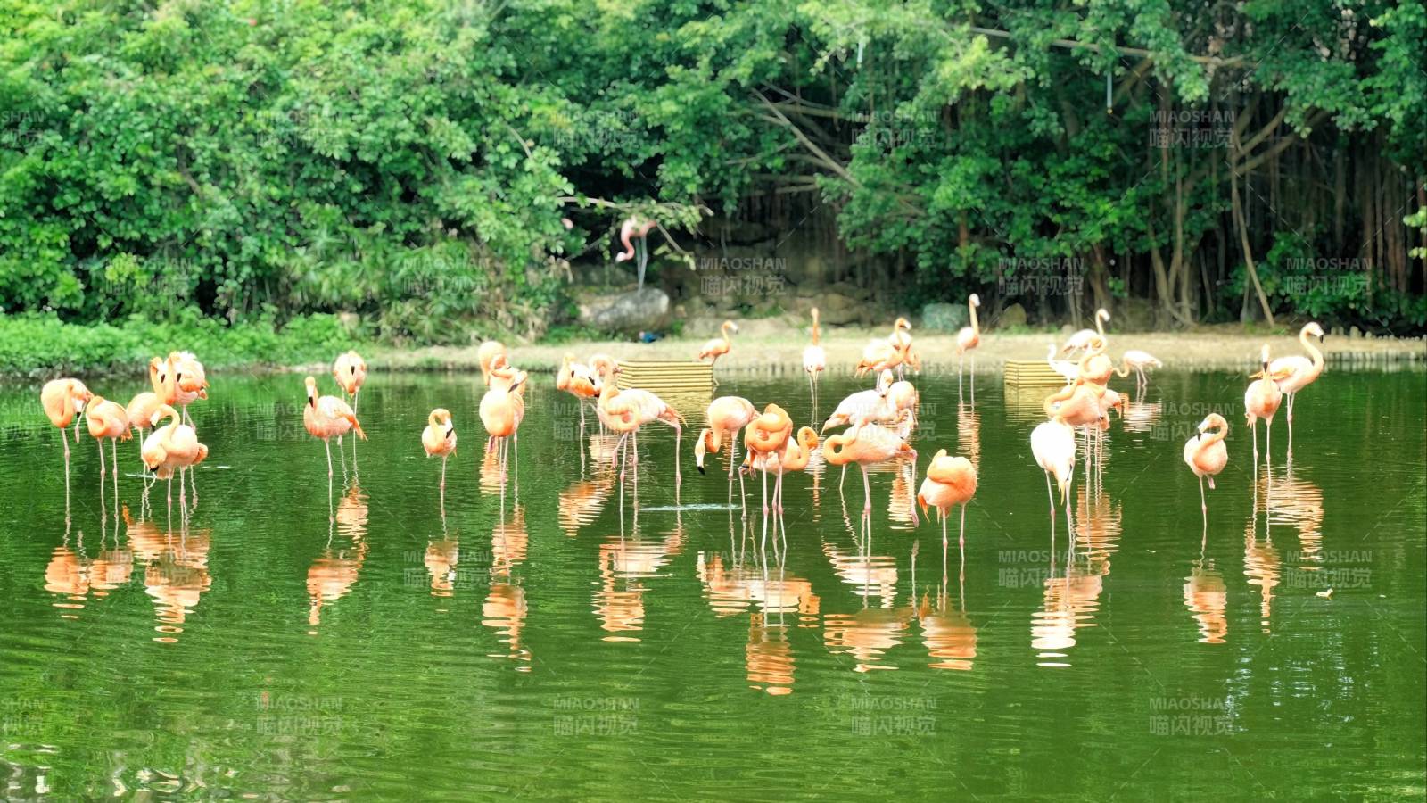 粉红火烈鸟湖畔栖息图片