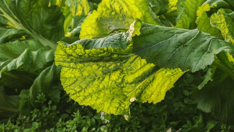 绿叶菜园生机勃勃图片