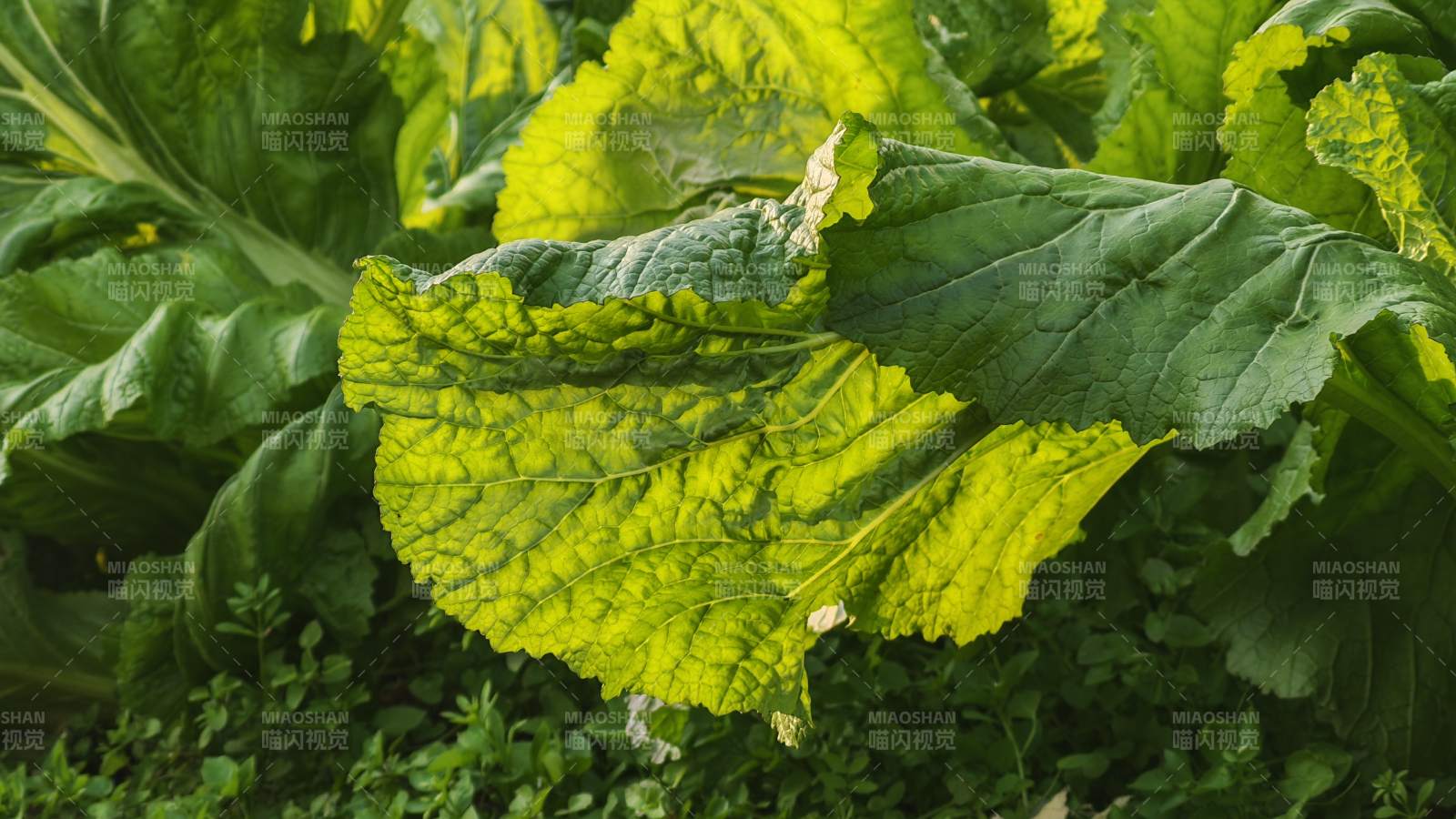 绿叶菜园生机勃勃图片