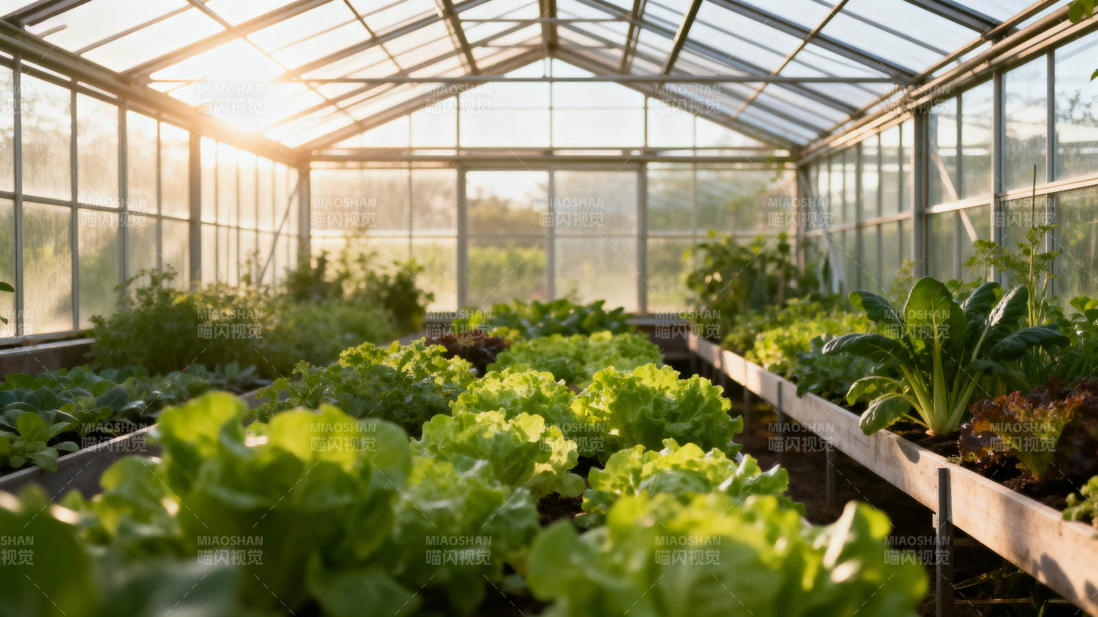 阳光温室蔬菜种植图片